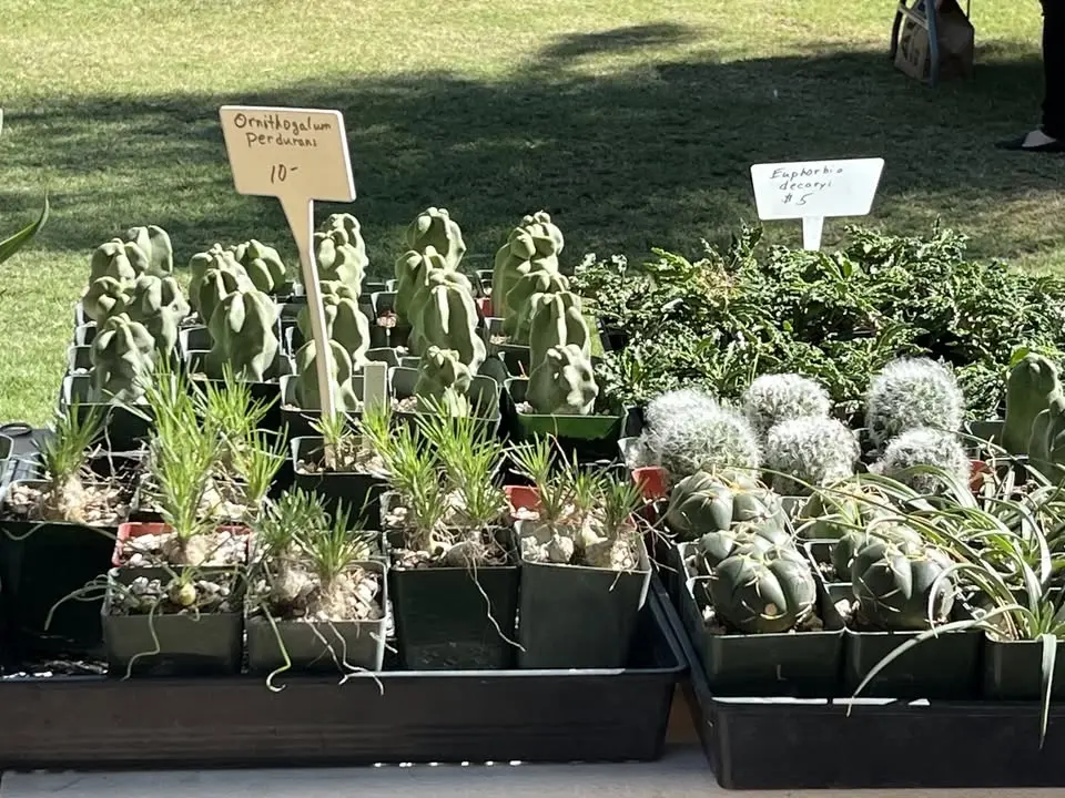 Fall Festival & Plant Sale- Maricopa County Master Gardeners