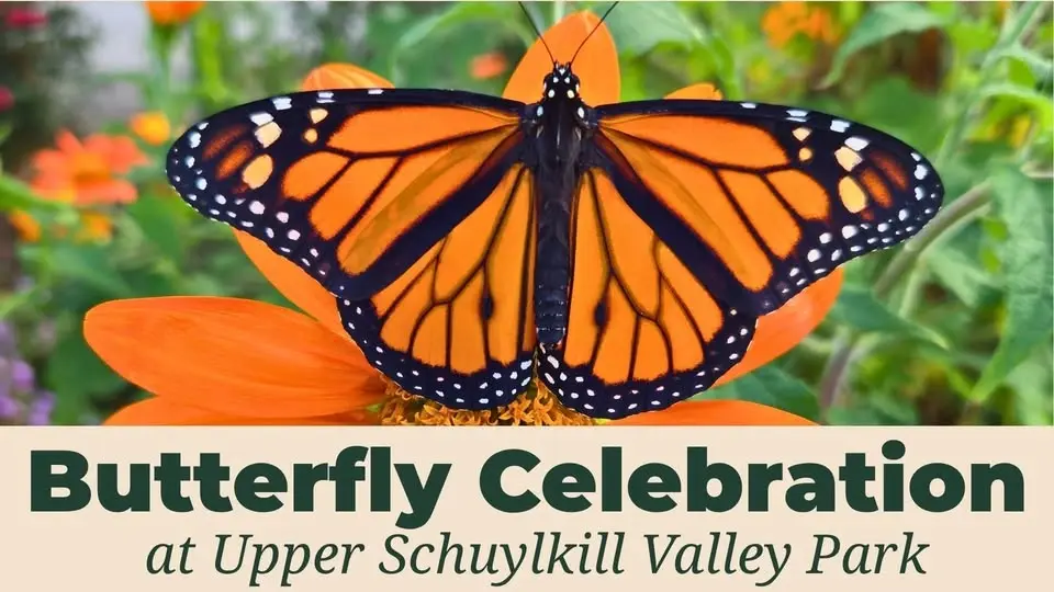Butterfly Celebration