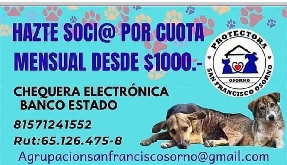 2° BINGO ANIMALISTA