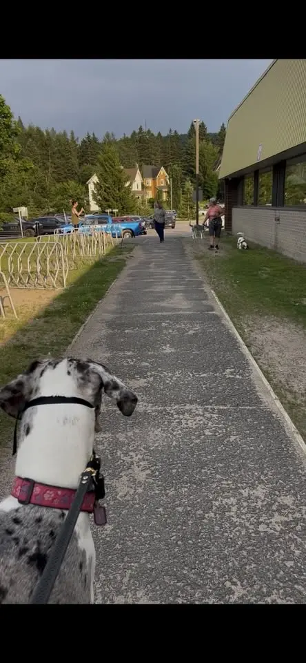 Promenade de groupe pour chiens réactifs