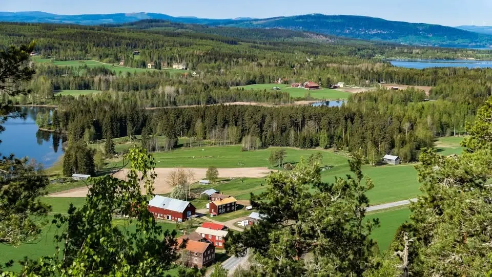 Skogskväll Vedberg