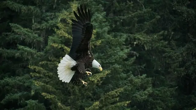 Alaskan Dream