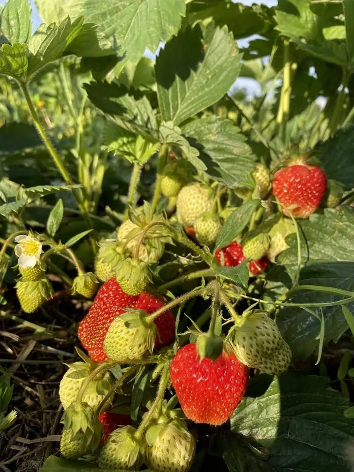 2026 Strawberry Season Opener