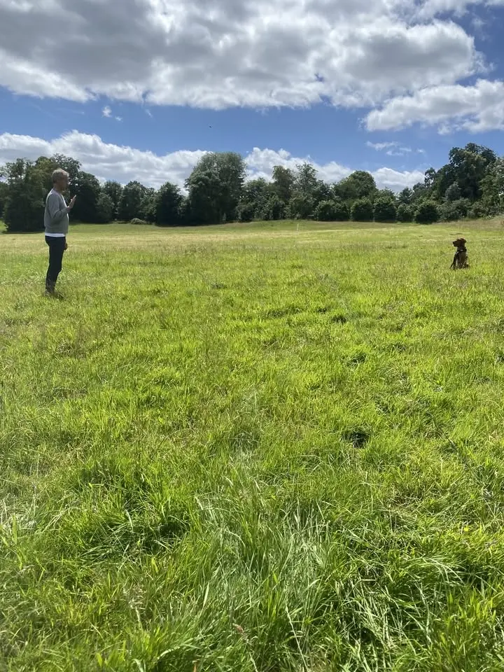 Patience is a Doggie Virtue - Workshop