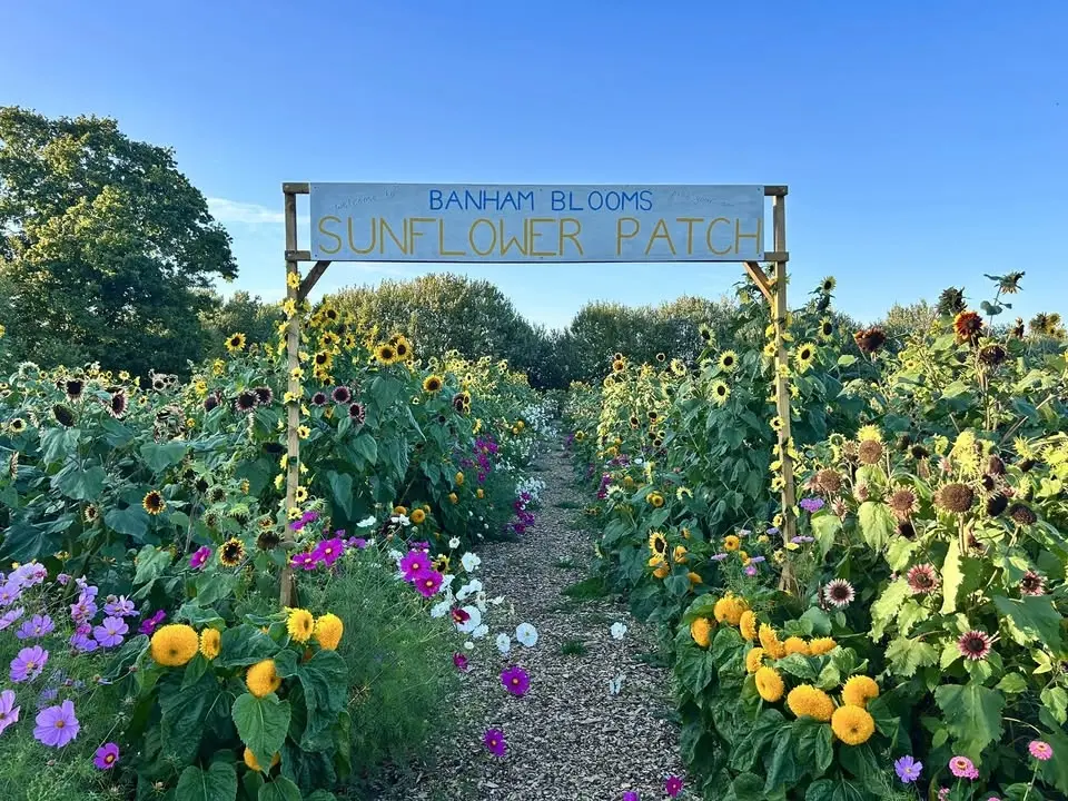 Banham Blooms Opening Weekend