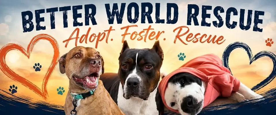 Adoption Fair