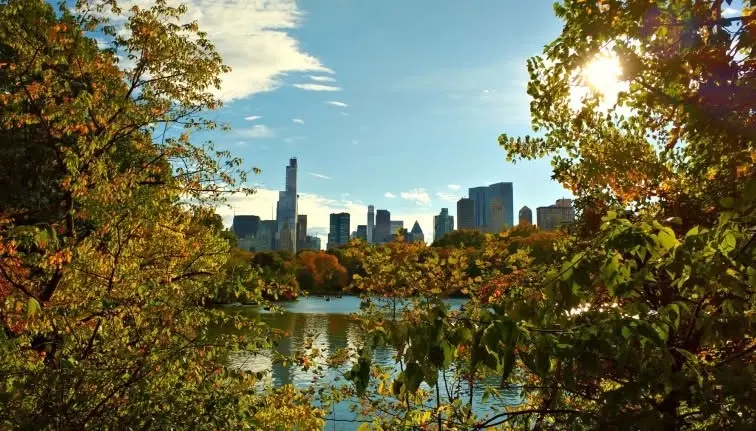 Urban Tree Health: New Pest and Disease Challenges
