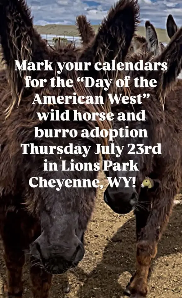 Day of the American West Wild Horse and Burro BLM Adoption