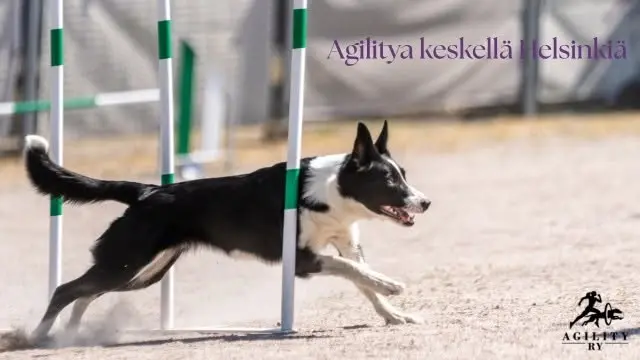 Juulia Savolaisen (Kaiku Training) koulutus