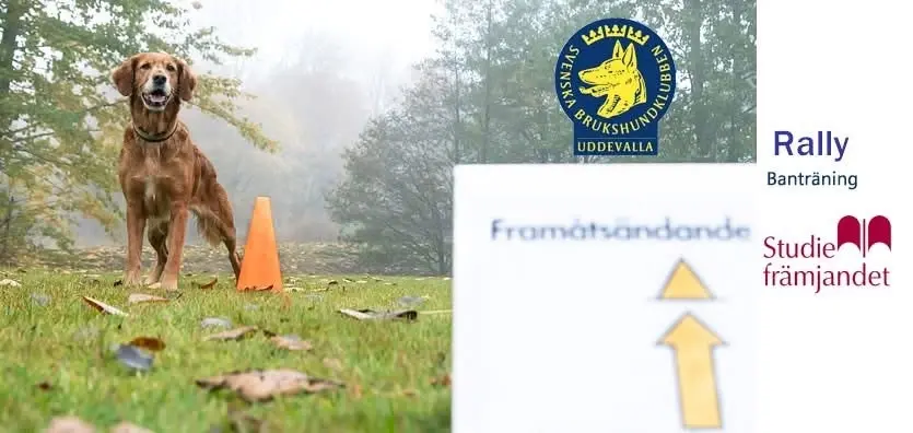Rally - Banträning