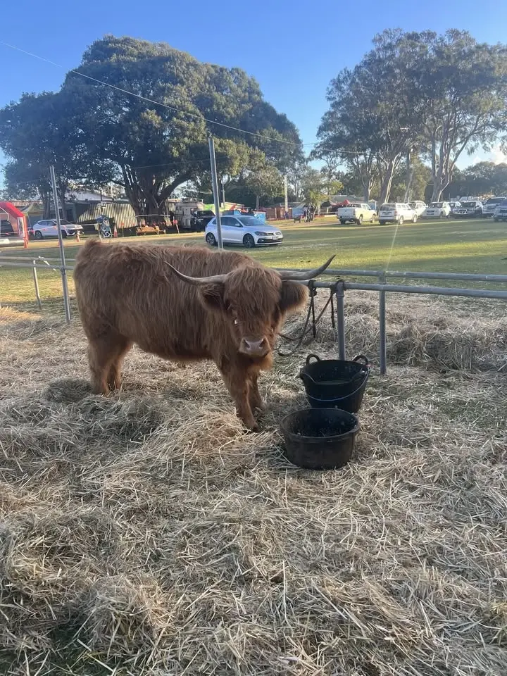 The Redcliffe Show 2026 🎪🎡🐮🏇