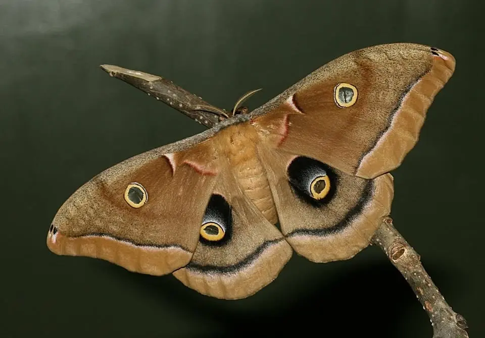 Moth Madness at Clifton Gorge