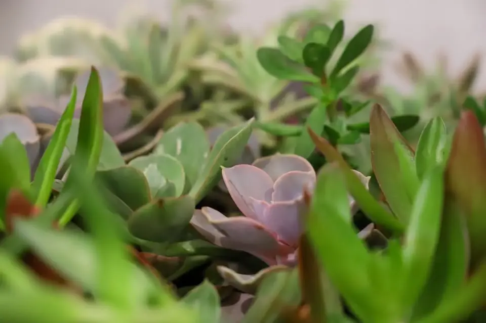 Mini Succulent Drop-In