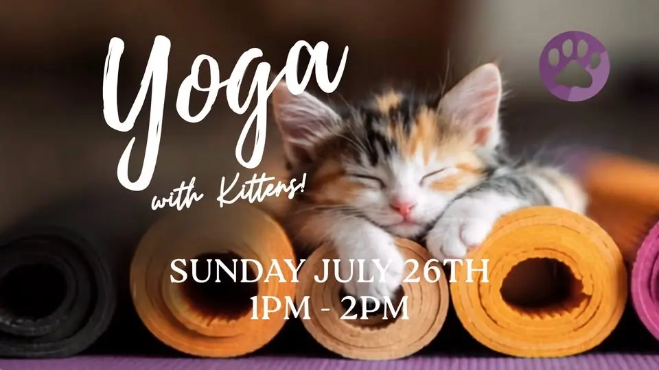 Yoga with Kittens! 