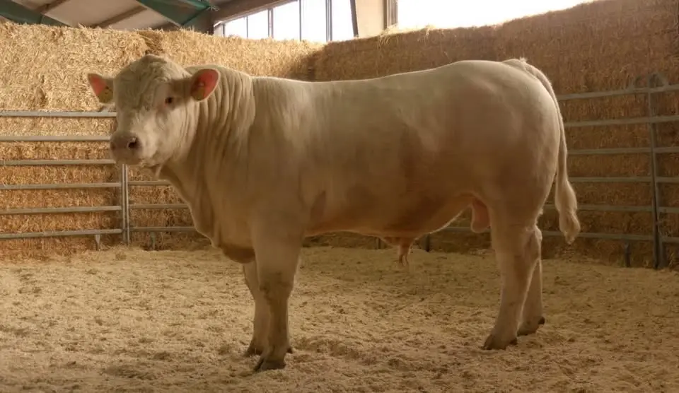Gårdsvisning på Brödåkra charolais