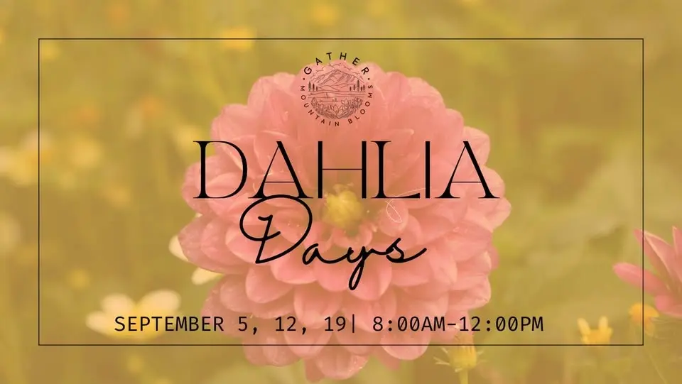 Dahlia Days 