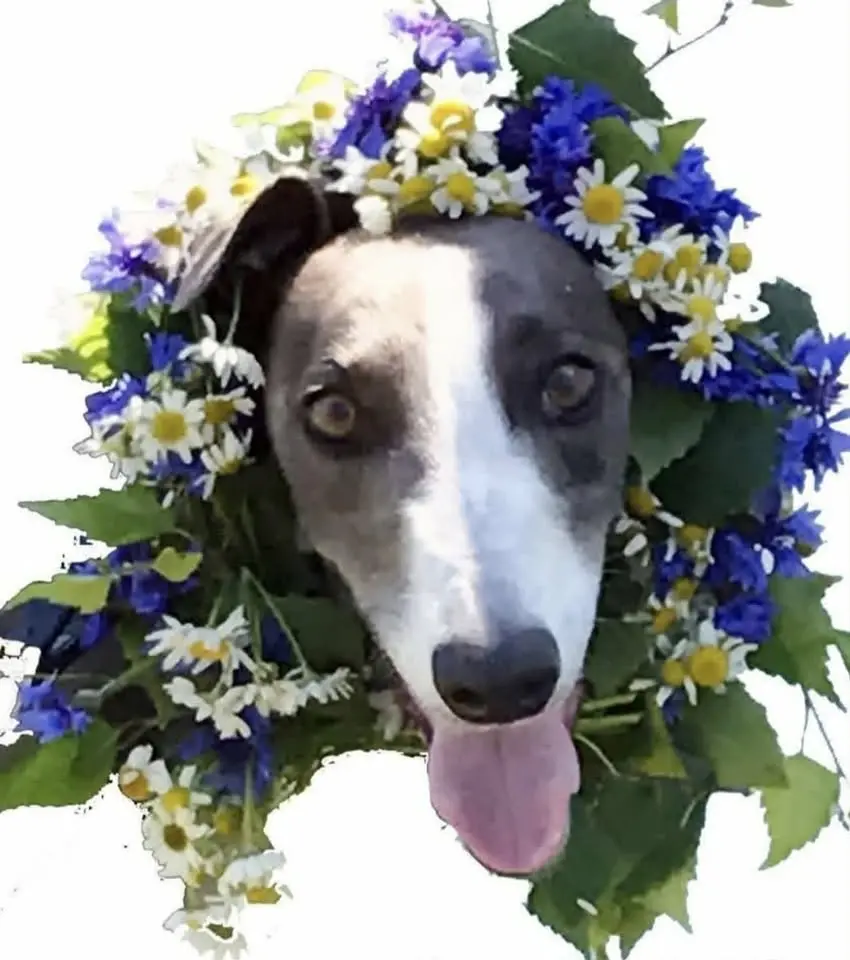 Fira Midsommardag med hundkapplöpning!!