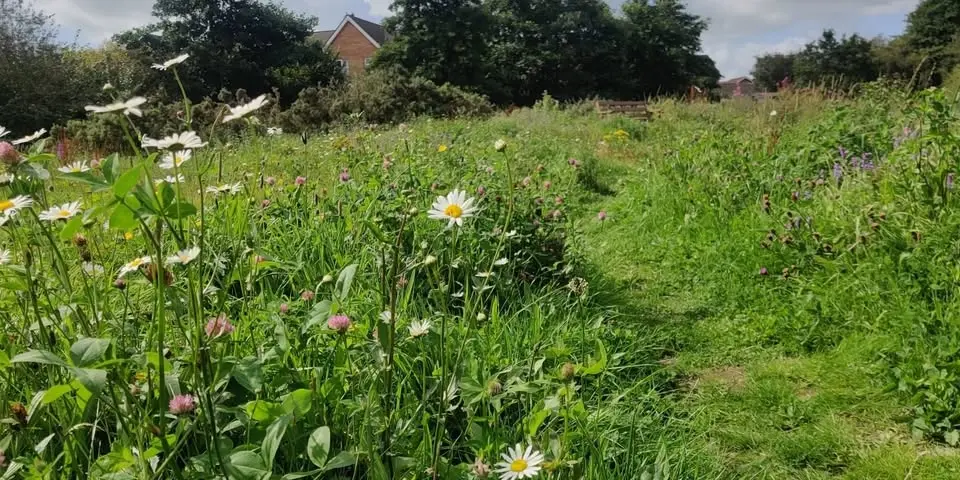 Balloo Woodland & Wetland Wander