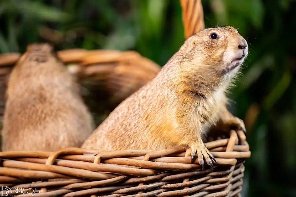Cruise to Village Green - Scales & Tales Traveling Zoo