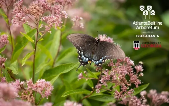 Pollinator Week Walk: An Evening of Entomology on the Beltline Arboretum