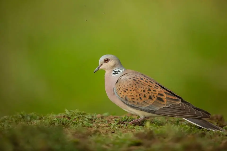 Saving Nature in Kent and Essex