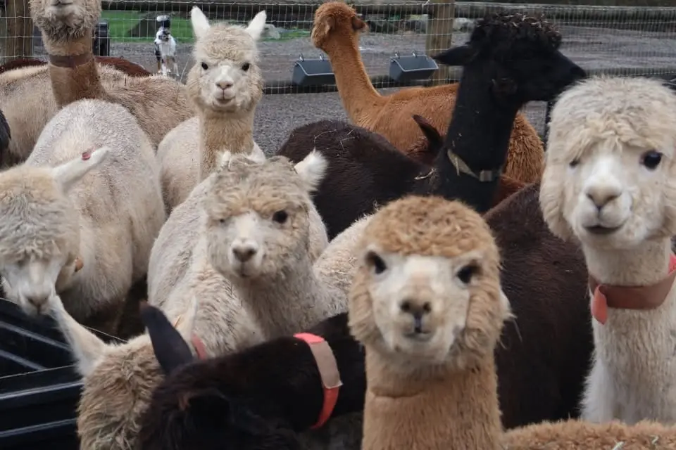 Flock Fiber Festival