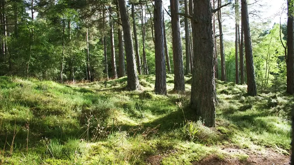 Skogskonsert