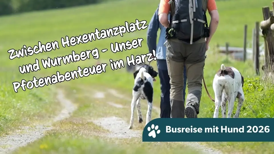 6 Tage | Zwischen Hexentanzplatz und Wurmberg - Unser Pfotenabenteuer im Harz!