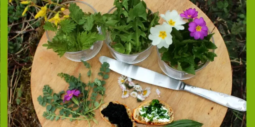 Apéritif de plantes sauvages