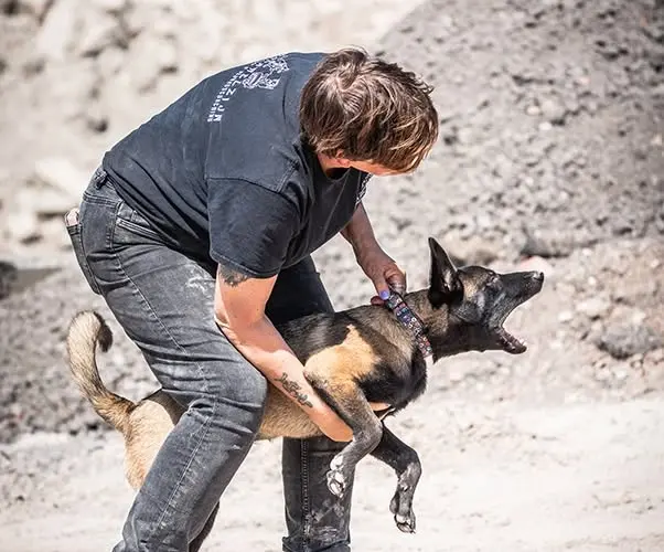 Lezing High Drive Honden