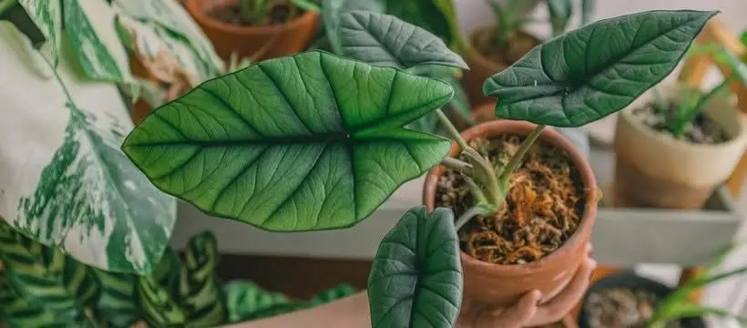 SAUVE QUI PLANTE ! • Vente de plantes