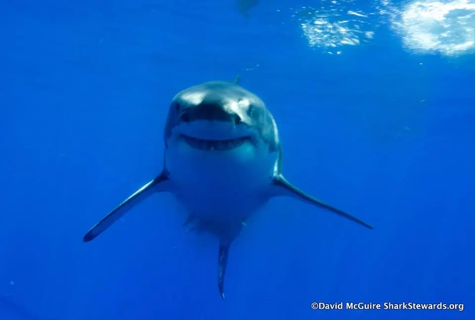 Great White Sharks, Science and Survival- Film, Screening Art and Action