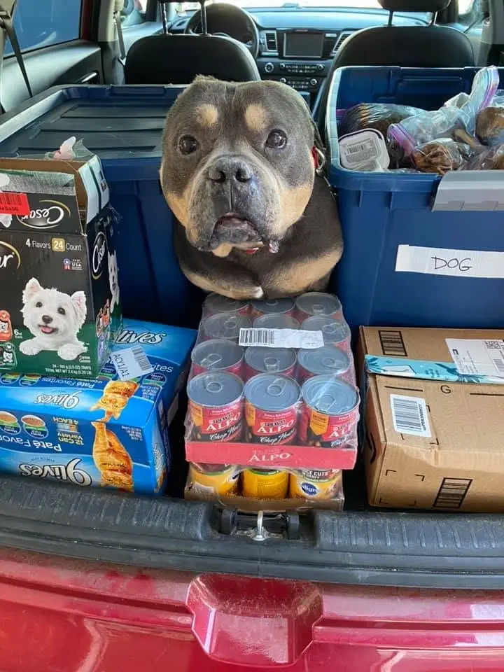 Pet Food Distribution day