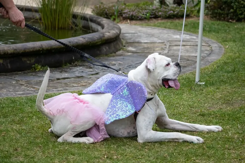 Dogs Day Out at Norman Lindsay Gallery