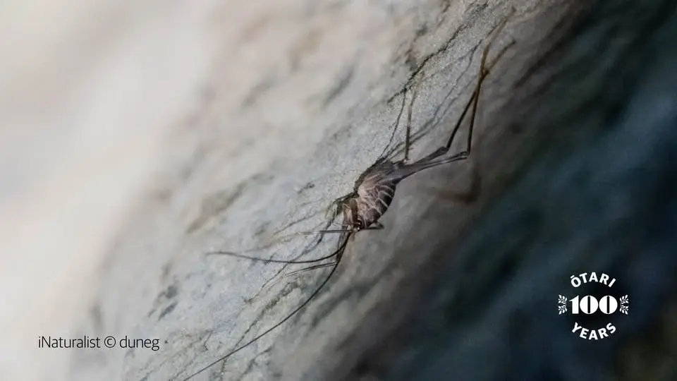 SCUBA: subterranean critters – understanding biodiversity Aotearoa