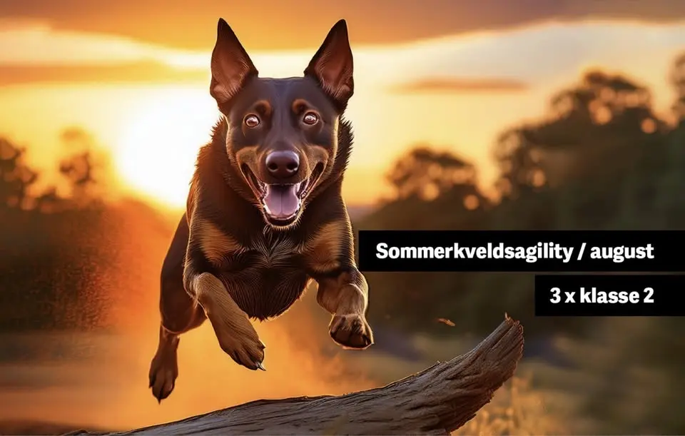 Sommerkveldsagility / august / 3 x klasse 2