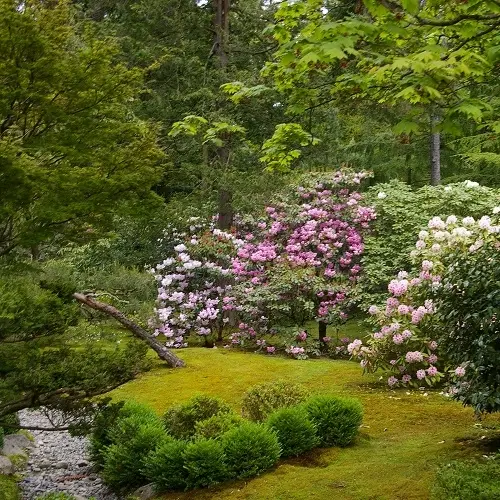 Japanese Garden Pruning (in-person)