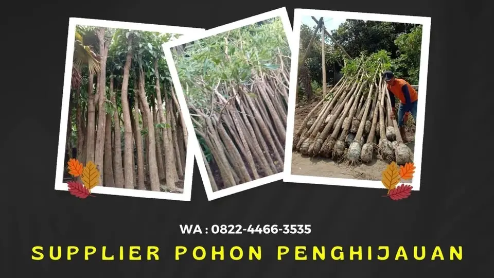 WA 0822-4466-3535, Pohon Tabebuya Besar di Balasklumprik Wiyung Surabaya Selatan