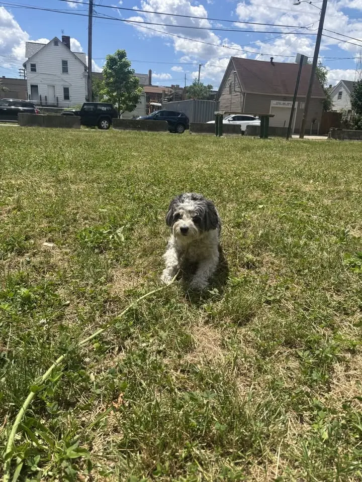 Pack Walk