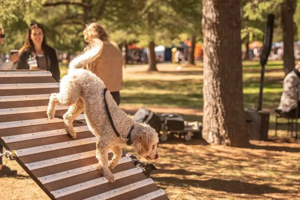 ZOOMIES! Play Outside Day at the Paws Party