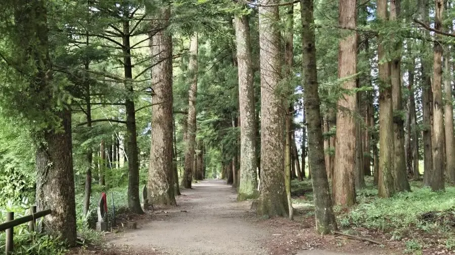 ジオパーク散歩in眼目山立山寺~栂並木を歩いて、曹洞宗の名刹と33観音参詣~