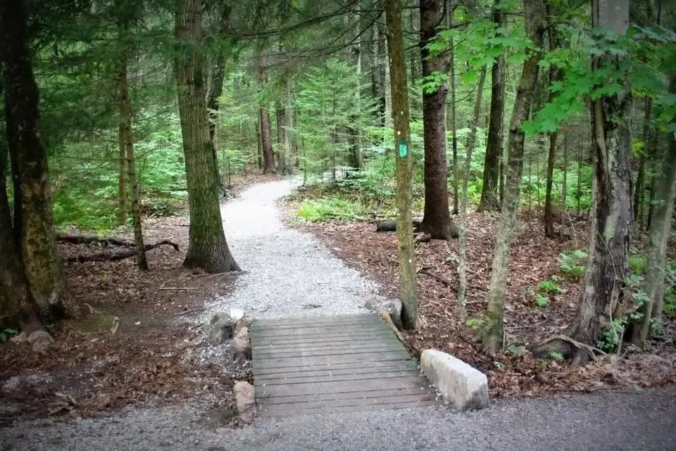 Summer Walk at Evergreen Woods