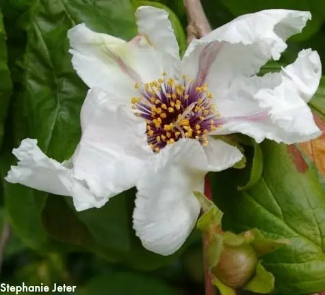 Arboretum Walking Tour