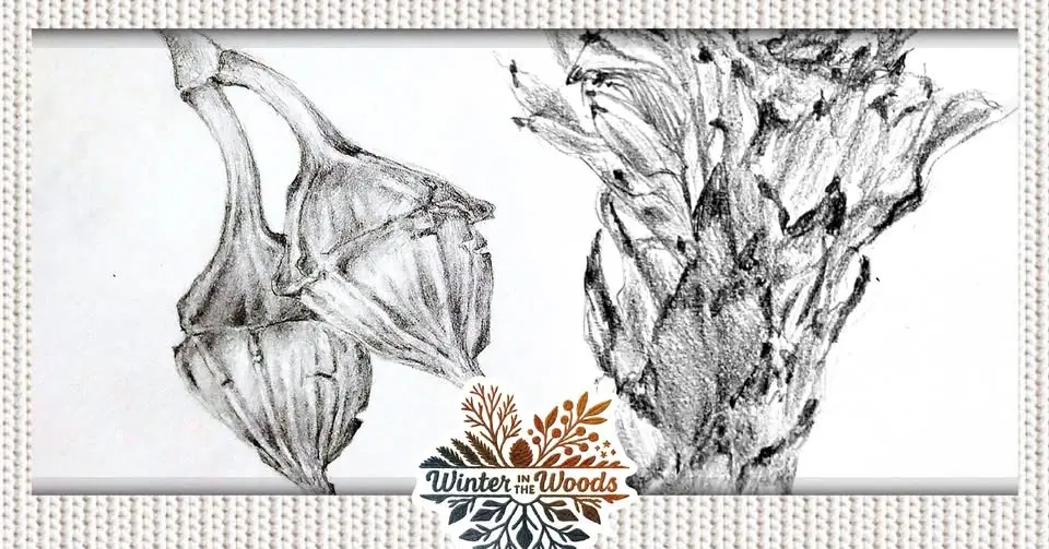 Drawing Texture & Form ❄️Creative Workshops❄️
