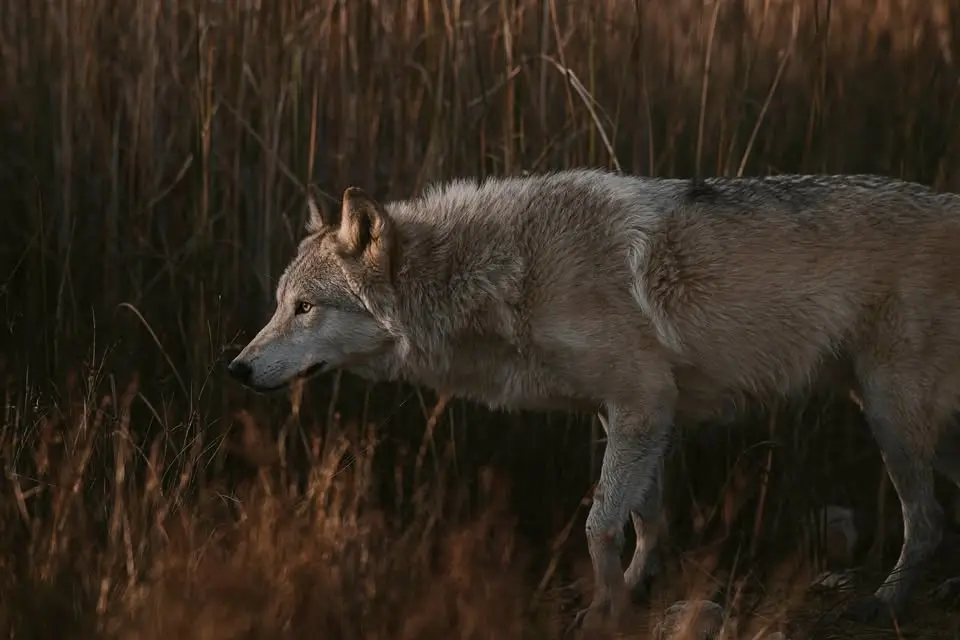 Wolves: Fact vs Myth