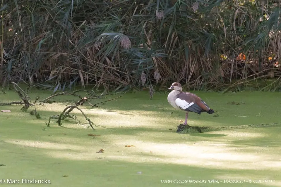 Moeraske : Visite guidée – Balade ornithologique