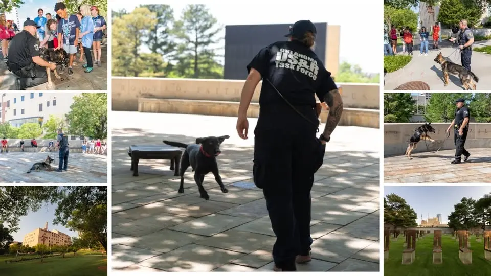 Rescue Dogs Demonstration