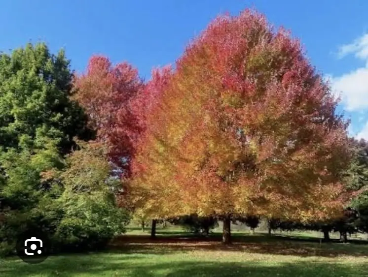 Sketch Together Fall Colors (we hope!) at the Arboretum