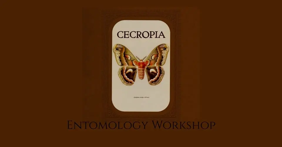 August Entomology Workshop - Cecropia Moth