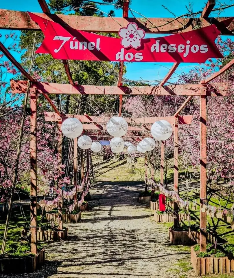 CAMPOS DO JORDÃO 🌸 FLORADA DAS CEREJEIRAS 🌸